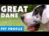 Great Dane - Invite Only Descarga gratuita de tonos de llamada