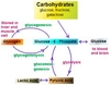 Bones - Carbohydrate Descarga gratuita de tonos de llamada