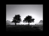 Ludovico Einaudi - Two Trees Descarga gratuita de tonos de llamada