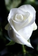 White Rose Descargar